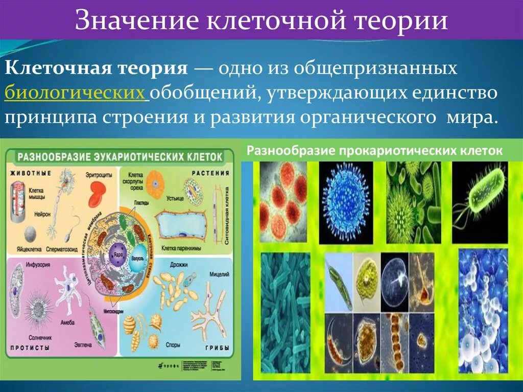 Единство строения клеток. Клеточная теория. клеточная теория многообразие клеток. клеточная теория по биологии. открытие клеточной теории.