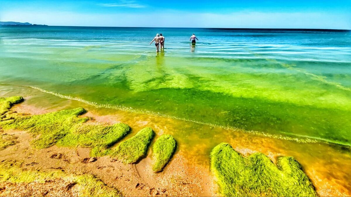 После шторма в море у берегов Анапы появилась зелёная жижа