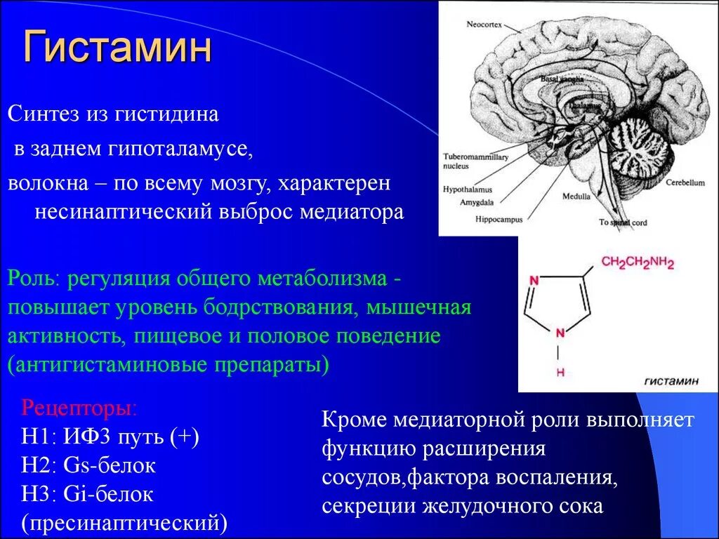 Что такое слово гистамин. Гистамин функции нейромедиатора. гистамин место синтеза. гистамин физиология. гистамин синтезируется.