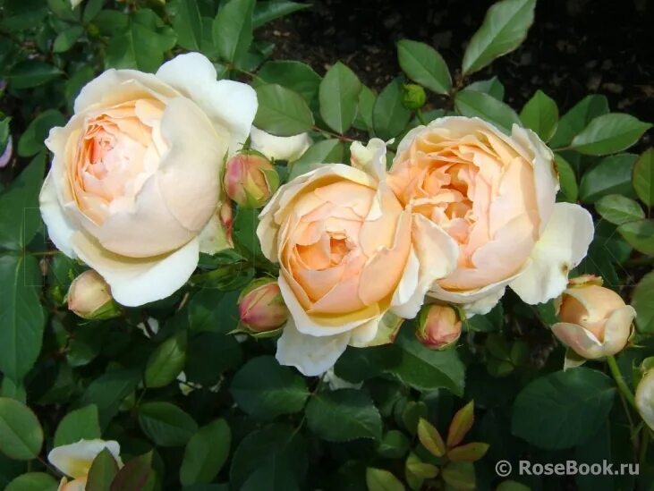 джуд обскур энциклопедия роз. роза дэвида остина jude the obscure. джуд обскур энциклопедия роз. джуд обскур энциклопедия роз. роза джуд обскур.