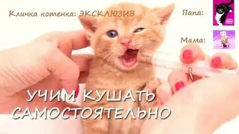 Учи кошки