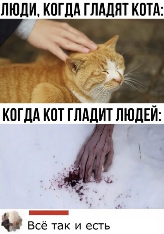 Мем гладить. Гладить кота. погладить кота мем. человек гладит кота. когда гладишь кота.