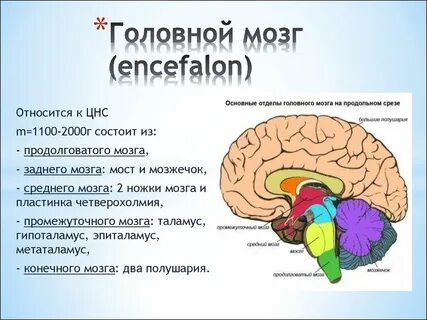 Какой системе относится мозг