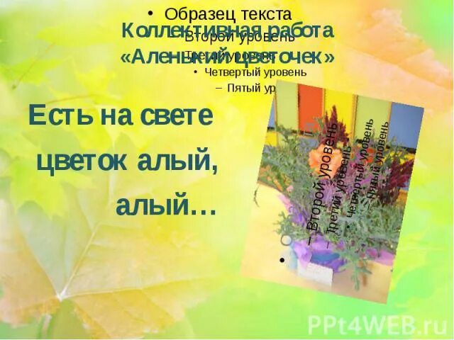 Есть на свете цветок алый алый текст. Есть на свете цветок алый алый текст песни. Есть цветок алый алый. Песня есть на свете цветок алый алый.