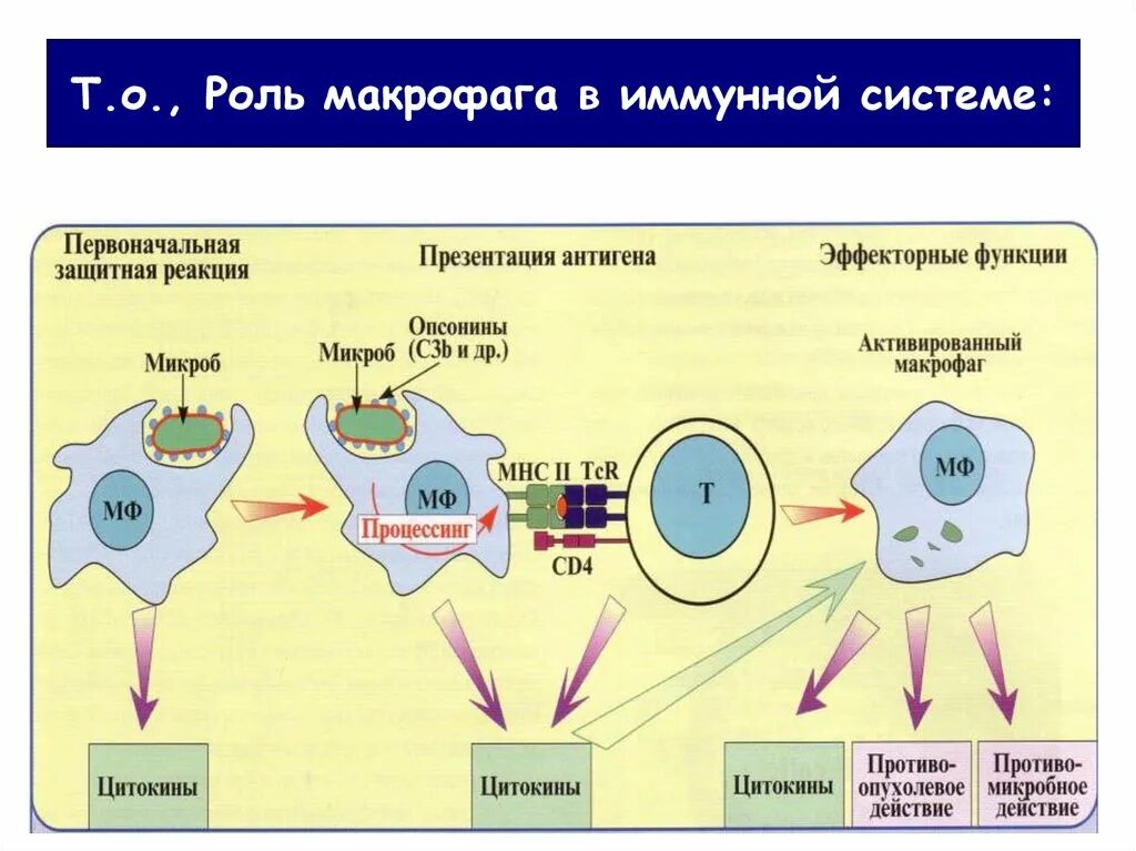 Макрофаги в эффекторной фазе иммунного ответа.. Эффекторные клетки врожденного иммунитета. Роль макрофагов в иммунном ответе. Функции макрофагов в процессе иммунного ответа. Активация макрофагов