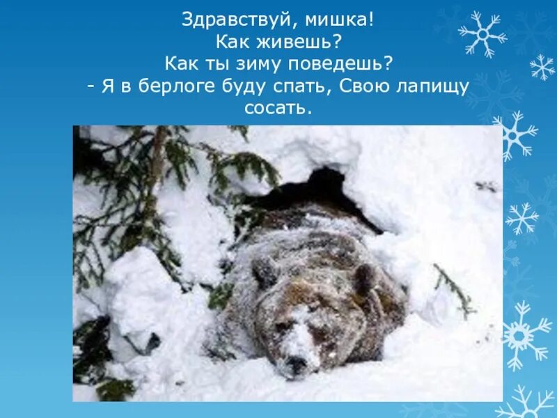 Какие звери ложатся в спячку зимой