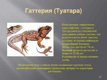 Для пресмыкающихся характерно оплодотворение