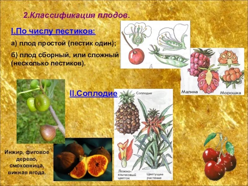 Классификация плодов цветковых растений. Классификация плодов по количеству пестиков. Систематика растений плоды. Классификация сочных плодов. Простые плоды сложные плоды соплодия