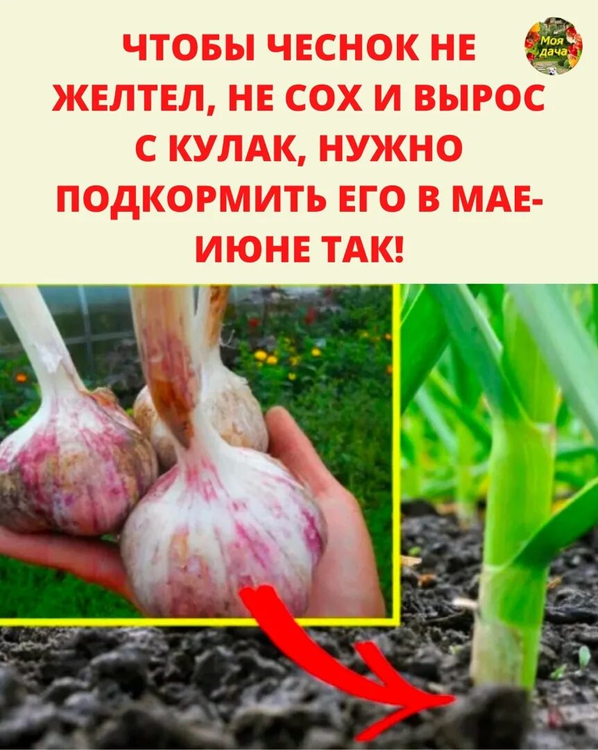 как подкормить чеснок весной. чтобы чеснок не желтел. чем подкормить чеснок в конце июня. чем подкормить чеснок в конце июня. весенняя подкормка чеснока.