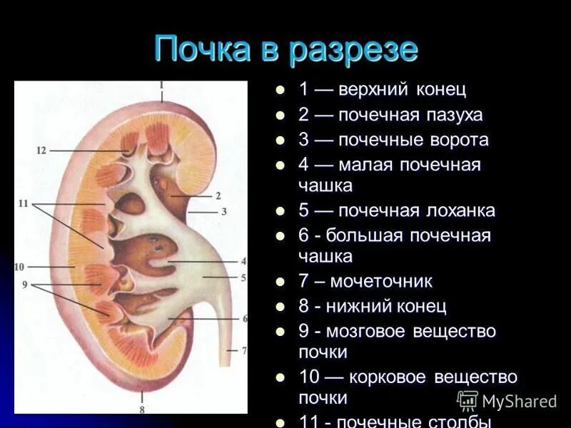 Почечная лоханка рисунок. Строение почки почечный синус. Почечная пазуха анатомия. Почечная пазуха и почечная лоханка. Строение правой почки фронтальный разрез.