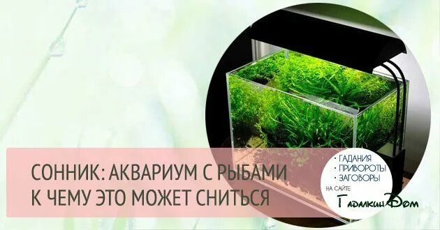 К чему снится рыба в аквариуме женщине. К чему снятся рыбки. Золотая рыбка шубункин. К чему снится рыба в аквариуме женщине. Золотая рыбка в аквариуме.