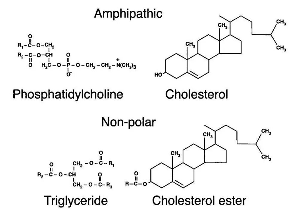 Химическое строение холестерина и его эфиров. Триглицериды биохимия синтез. Холестерин низкой плотности норма у женщин норма. Триглицериды холестерол. Холестерин с олеиновой кислотой.