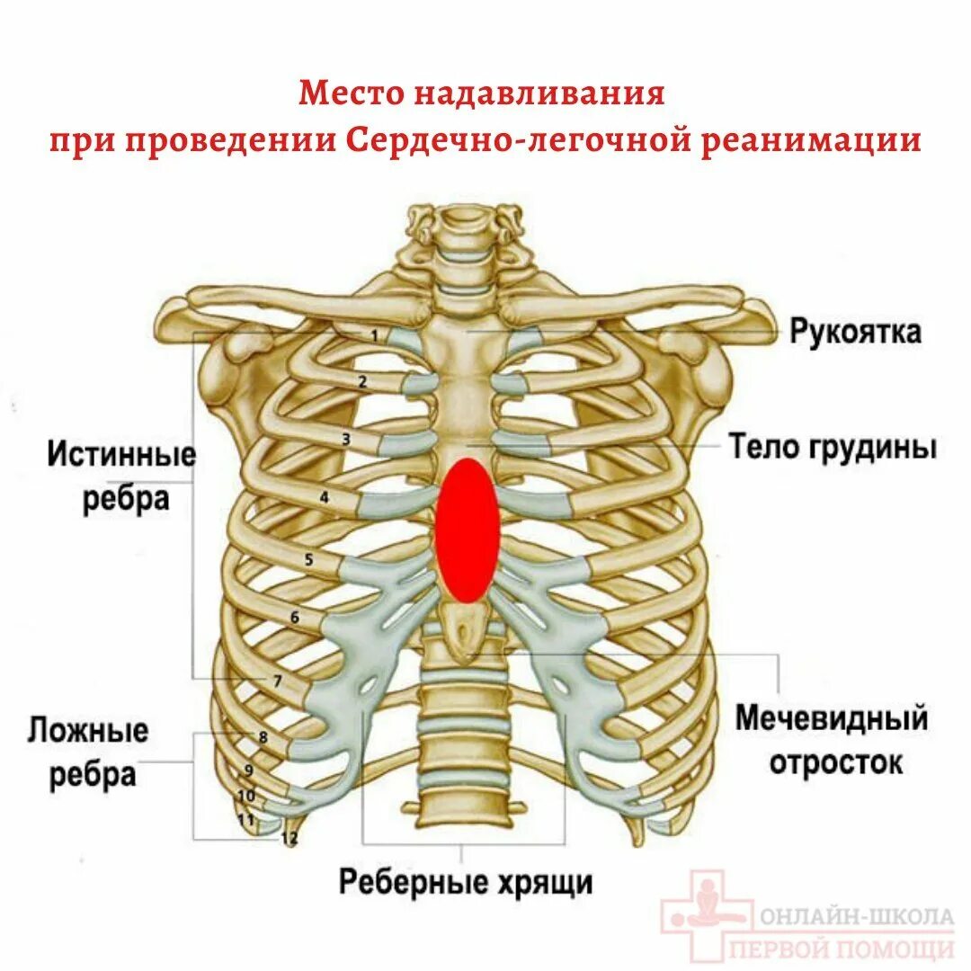 Хрящи 7 ребра грудной клетки. Расположение ребер у мужчины. Анатомия человека грудная клетка ребра. Мечевидный отросток грудины части.