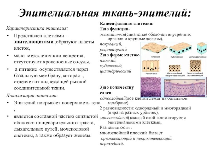 Клетки эпителиальной ткани базальная мембрана. Эпителиальная ткань классификация строение функции. Эпителиальная ткань строение и функции. Основные клетки эпителиальной ткани. Какую функцию выполняет эпителиальная