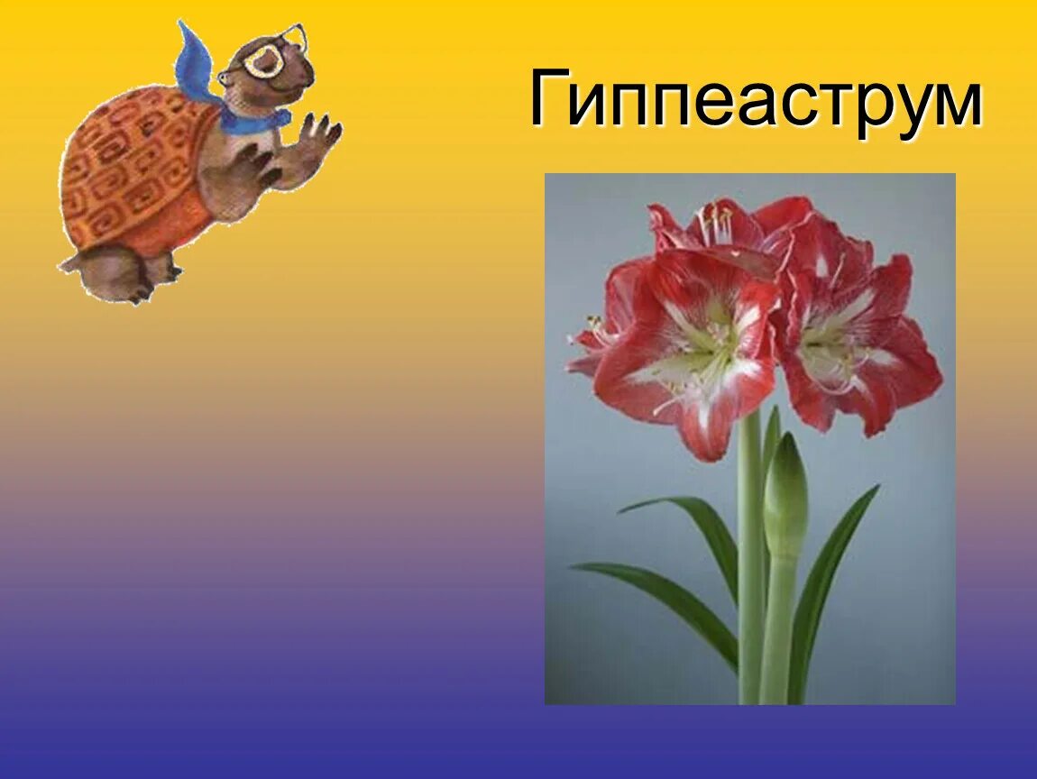 Как выглядит калла сансевьера гиппеаструм. Сансевьера гиппеаструм. калла сансевьера гиппеаструм. калла сансевьера гиппеаструм кактус. калла гиппеаструм.