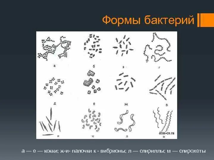 S форма бактерий. Бактерии кокки и палочки. Формы бактерий. Основные формы бактерий. Мелкие палочки кокки.