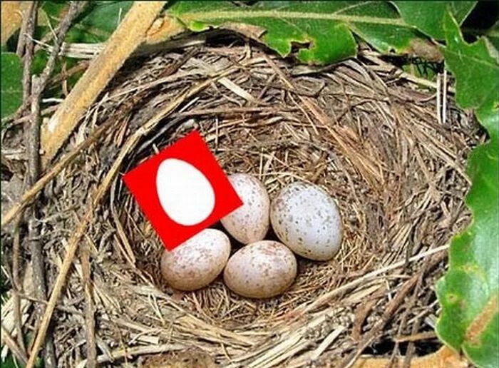 Яйца кукушки фото. Гнездо с яйцом кукушки. Яйца кукушки в гнезде трясогузки. Яйца кукушки в чужом гнезде. Яйца трясогузки.