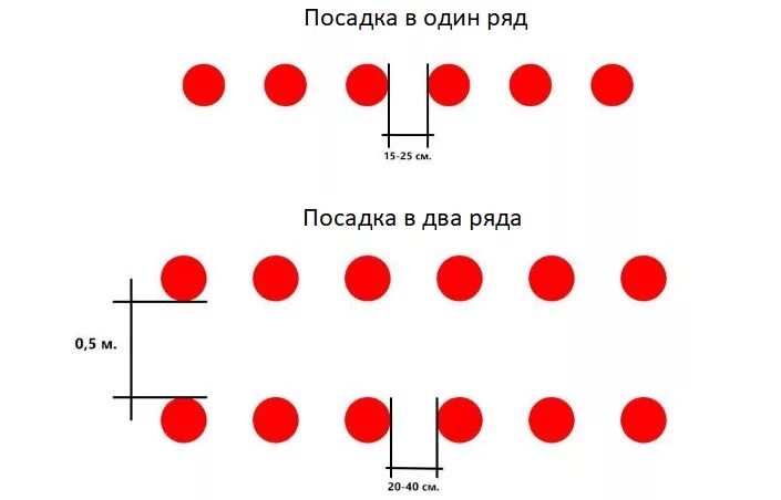 Клубника рядами какое расстояние. Схема посадки клубники в открытом грунте. Посадка клубники схема посадки в открытый грунт. Схема посадки клубники в открытом грунте осенью. Схема высадки клубники в открытом грунте.