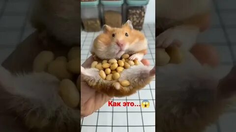 Что с хомяком сейчас