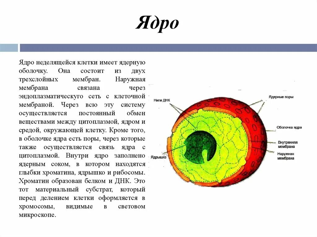 Что внутри ядра. Какие клетки имеют ядро. Внутреннее бдро. Все клетки имеют ядро. Ядро имеет три ответа