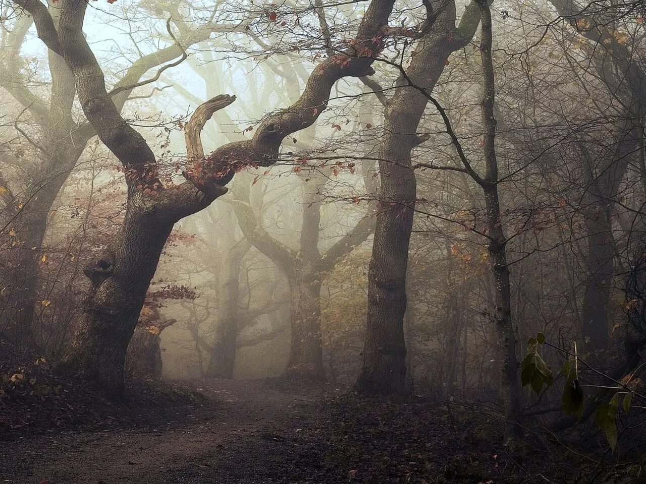Фон для фотошопа старый лес. Мистические пейзажи. Лес в тумане. Мрачная тропа в лесу. Туманный лес.