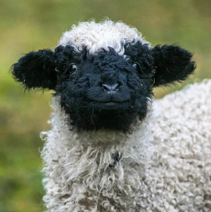 Маленькая Овечка (43 фото) Sweet animals, Cute baby animals, Cute sheep