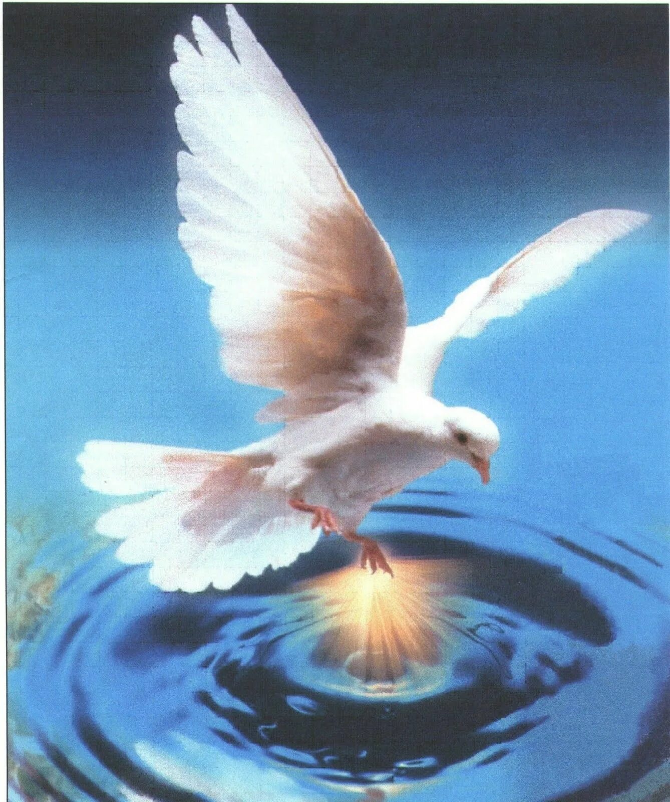 Божья птица это. Голубь Божья птица. Голубь Бог. Царство небесное голубь. Святой дух птица.
