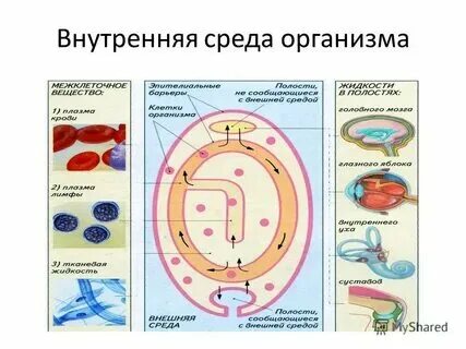 Что такое внутренняя и. Что такое внутренняя и