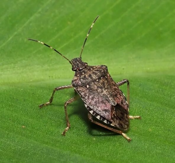 They're baaaack! Stink bugs are spending fall creeping into people's homes wbir.