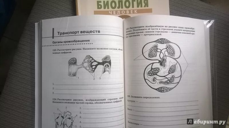 Биология 9 класс агафонова. Рабочая тетрадь биология 9 класс Соснин. Тетрадки по биологии н. и. Сонина, м. р. Сапина?. Биология 9 класс рабочая тетрадь Сонин. Тетрадь по биологии 9 класс Сонин.