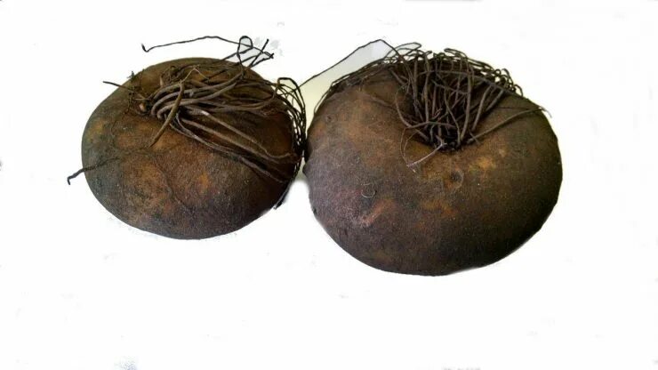 Цикламен европейский корень. Клубнелуковица цикламена. Цикламен цветок луковица. Клубни цветка цикламен. Луковица цикламена.