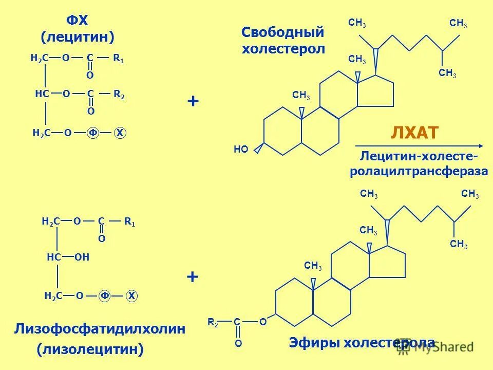 Формула холестерола. Лецитин: холестерол ацилтрансфераза. Холестерин лецитин ЛХАТ. Лецитин холестерол биохимия. Лецитин формула биохимия.