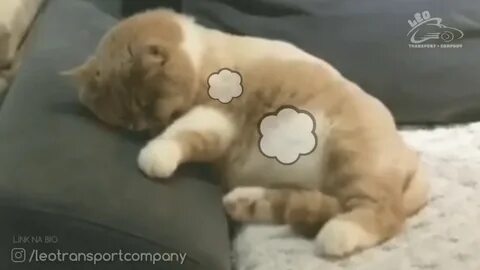 Кот дергается во сне