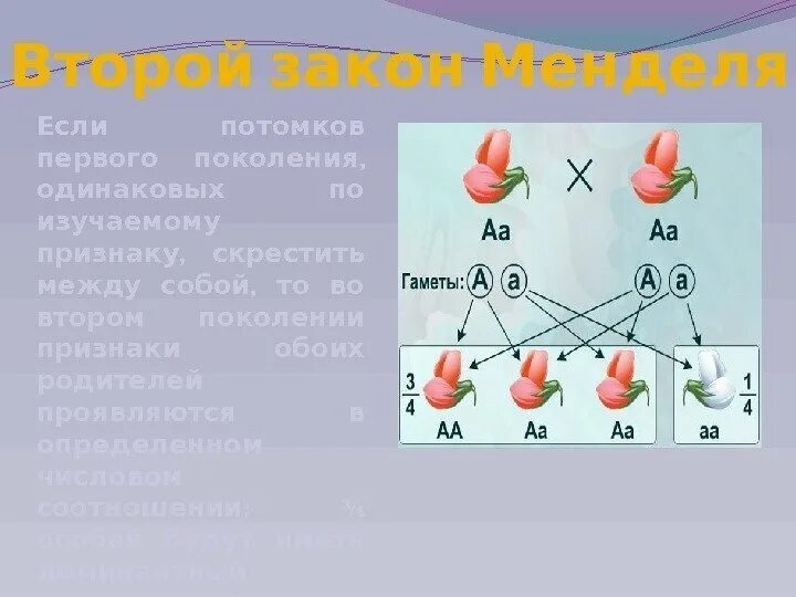 Генотипом ffbbggss