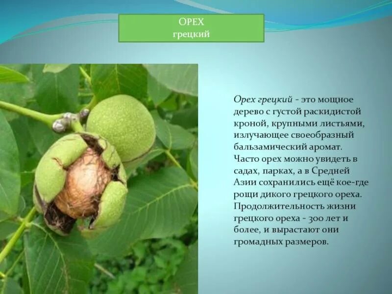 Какого размера грецкий орех. Краткое описание дерева ореха грецкого. грецкий орех дерево. грецкий орех информация. грецкий орех высота дерева.