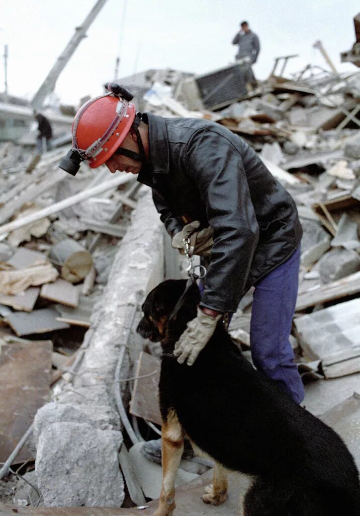 Поисково спасательные собаки. Собака спасатель на завалах. Природные катаклизмы. Землетрясение собака. Собаки ищут людей под завалами.