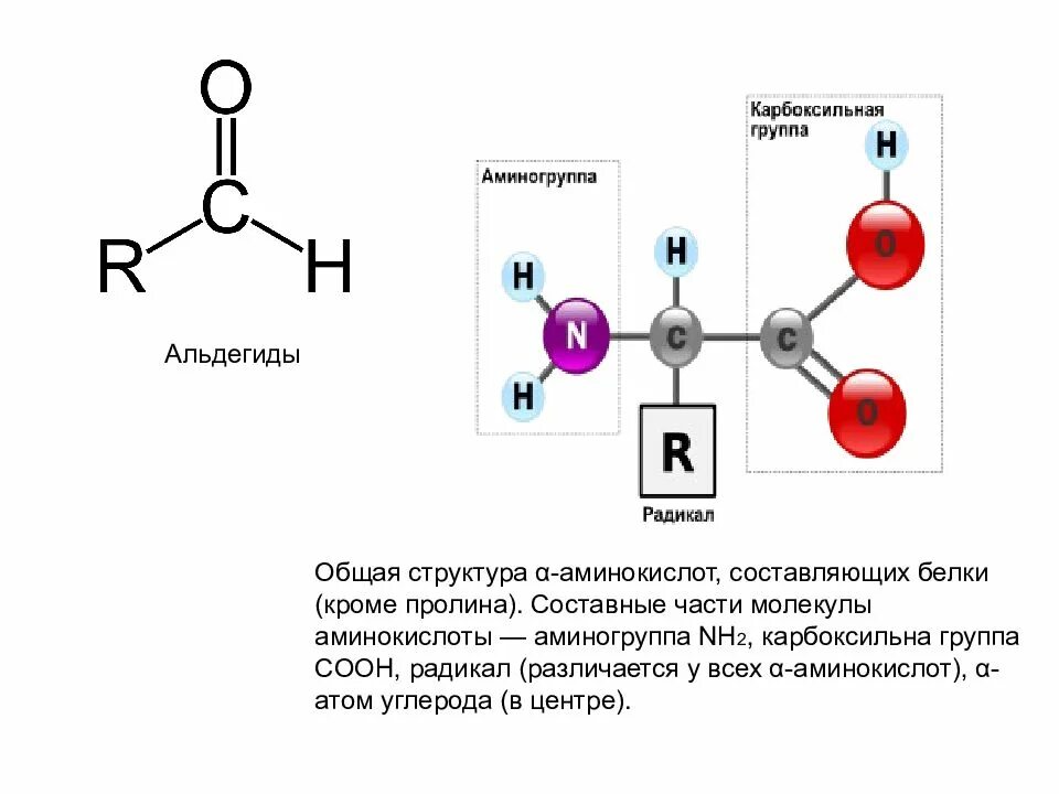 Общая структура α-аминокислот. Белок аминокислоты аминогруппа карбоксильная группа схема. Схема строения молекулы аминокислоты. Молекула аминокислоты схема.