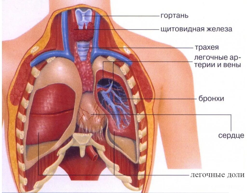 Органы человека расположение с надписями. Средостение анатомия человека. Строение грудной клетки человека внутренние органы. Бронхи и легкие расположение анатомия человека. Анатомия человека грудная клетка внутренние органы.