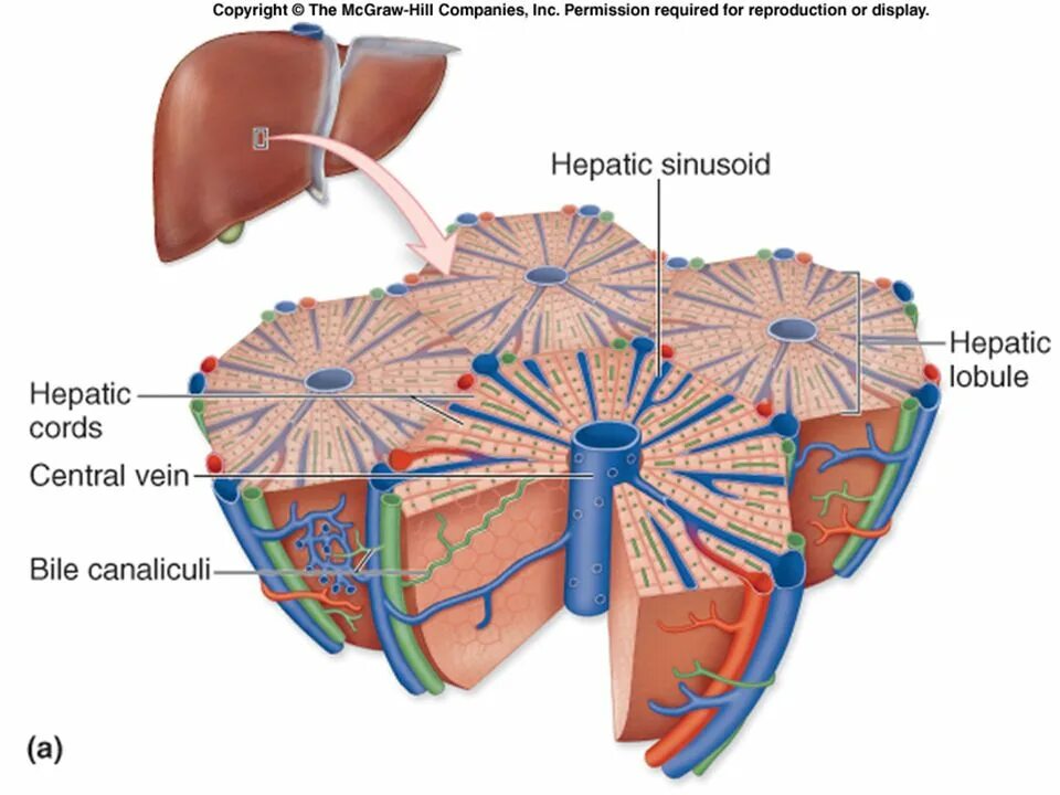 Центральная Вена печеночной дольки анатомия. Структурно-функциональная единица печени печеночная долька. Строение печени и печеночной дольки. Строение печени в анатомия печеночной дольки.