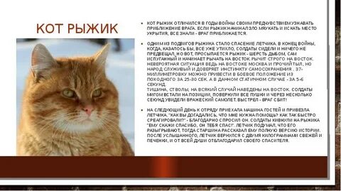 История про кота