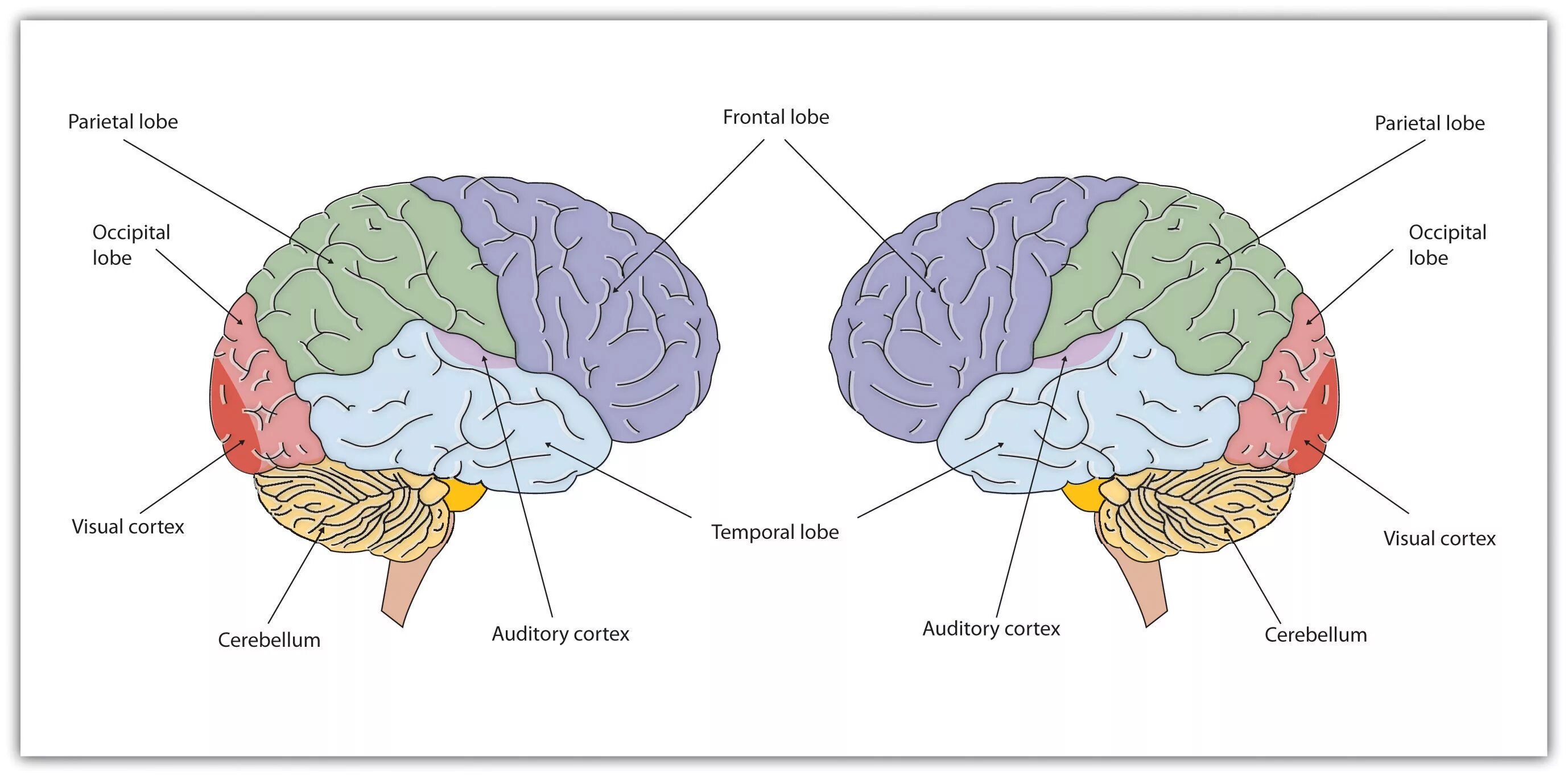 Brain sentences. Brain Hemispheres. Lobes of the Brain. Головной мозг рисунок. Свод мозга.