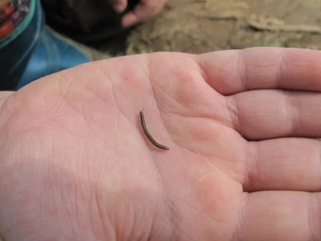 Маленькие черные червячки кивсяки. Черви бабочницы личинки. Маленький черный червяк в квартире. Маленькие чёрные червячки в доме. Мокрица слизняк.