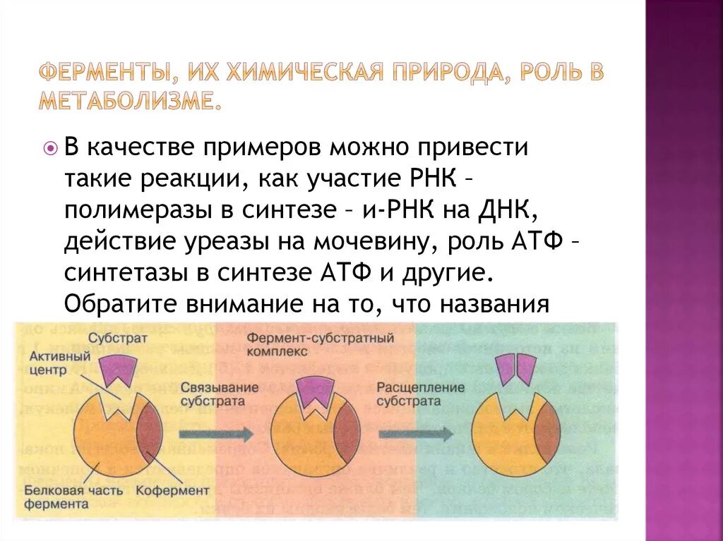 Ферменты и их роль в организме. Химическая природа ферментов. Биологическая роль ферментов. Ферменты химическая природа ферментов.