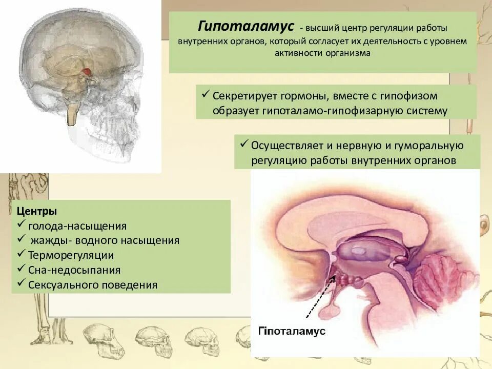 Содержит центры теплорегуляции голода и насыщения жажды. Центры и функции гипоталамуса. Гормоны гипоталамуса строение. Гормоны промежуточного мозга. Гипоталамус строение и функции.