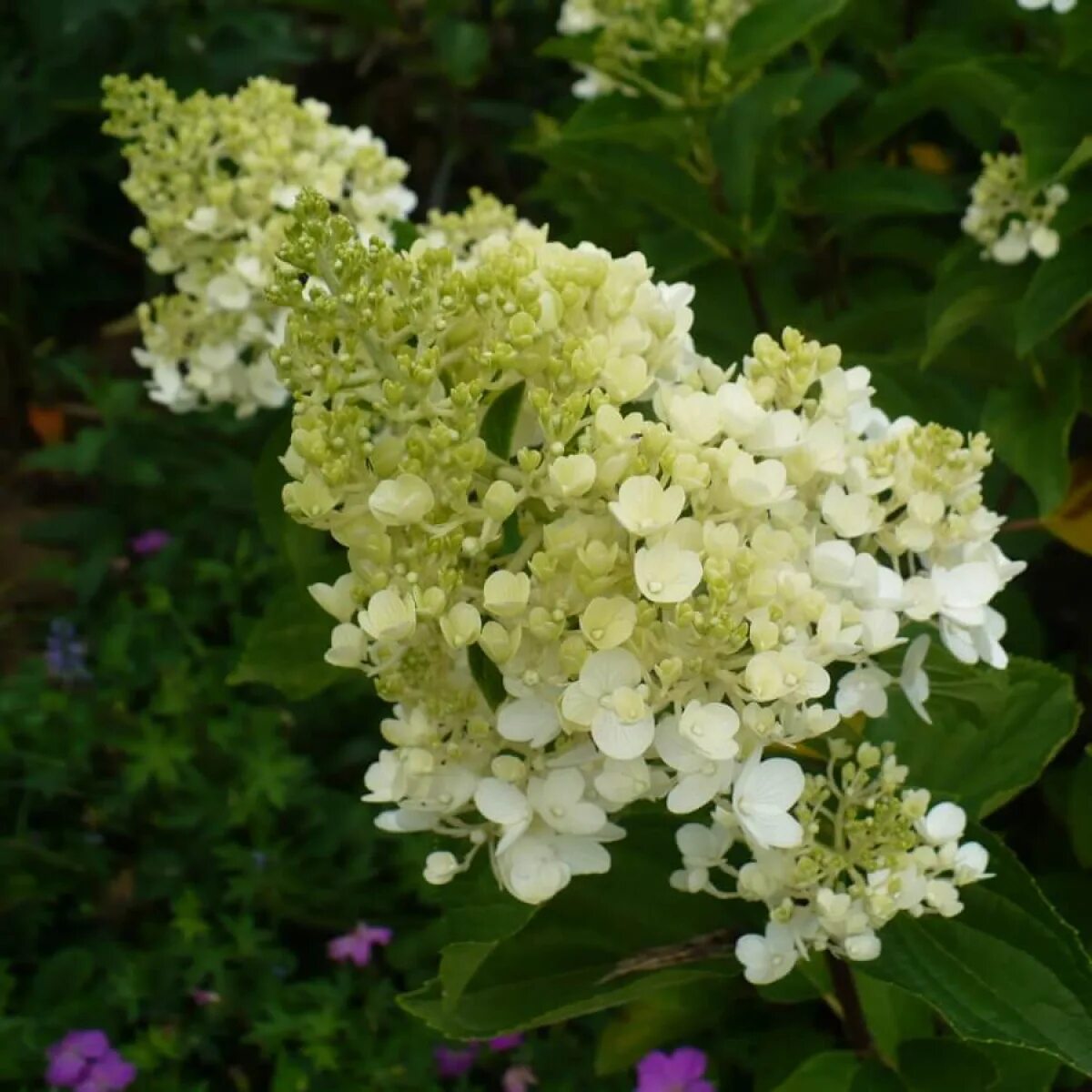 Гортензия метельчатая Матильда: купить в Москве саженцы Hydrangea paniculata Mat
