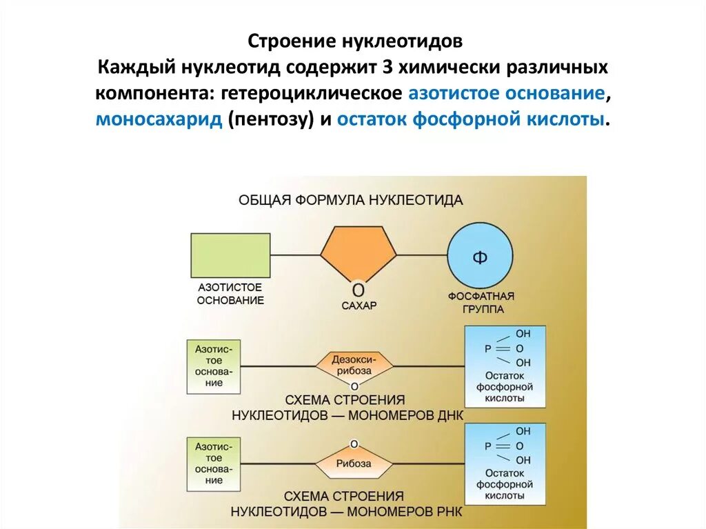 Общая формула нуклеотида ДНК. Схема строения нуклеотида. Схема состава нуклеотидов. Строение нуклеотида азотистое основание.