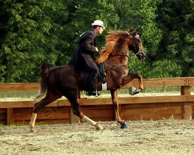Best riding