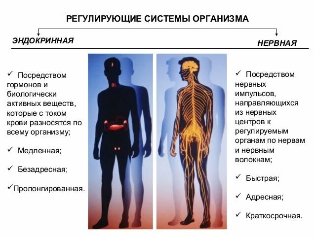 Системы регулирующие деятельность всего организма. Регулирующие системы организма. все системы организма человека. многоуровневость организма. объясните многоуровневость организма человека.