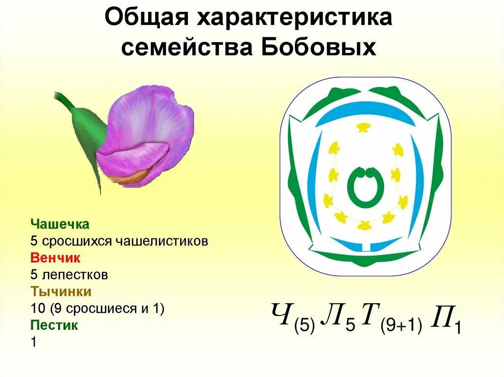 Строение растений семейства Пасленовые. Семейство Пасленовые диаграмма цветка. Формула цветка Пасленовые и бобовые семейство. Семейство Пасленовые формула цветка и диаграмма. Формула цветка семейства мотыльковые бобовые