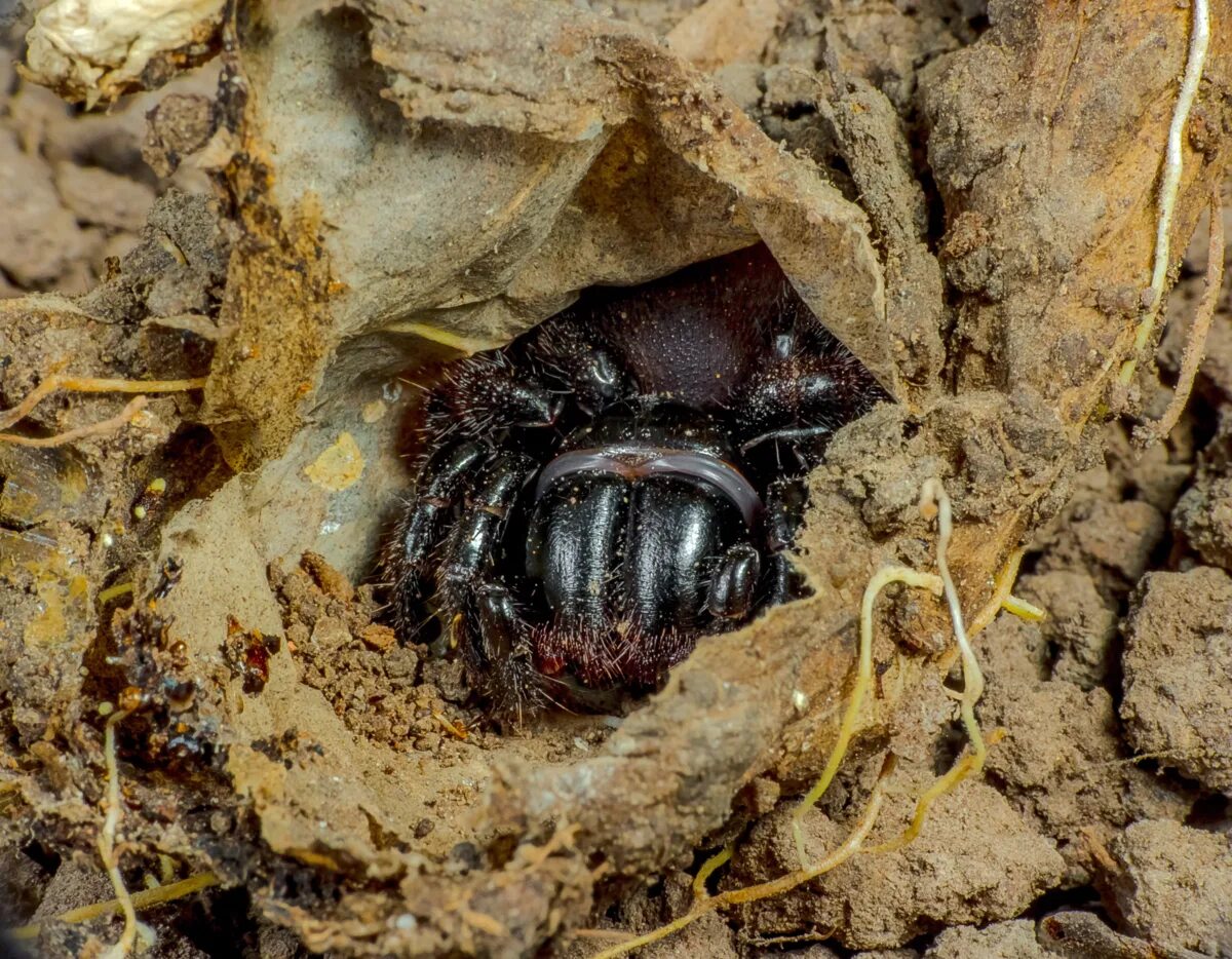 Паук мышь. Missulena occatoria. мышиный паук missulena. missulena tussulena. мышиный паук (mouse spider, missulena).